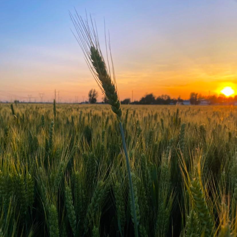 小刘书记看乡村