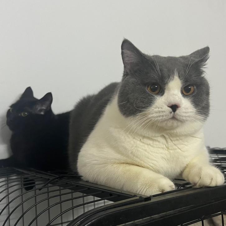 快樂一家喵🐈🐈