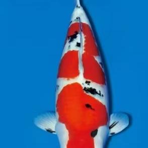 麒麟观赏鱼二店