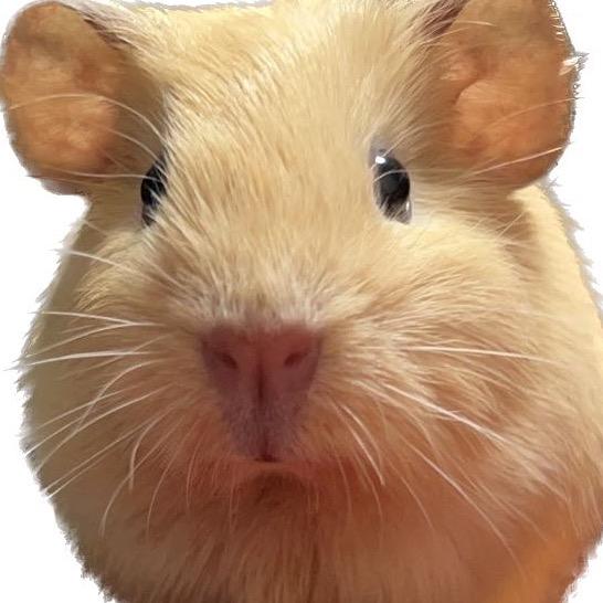 王尬尬养猪日记🐽
