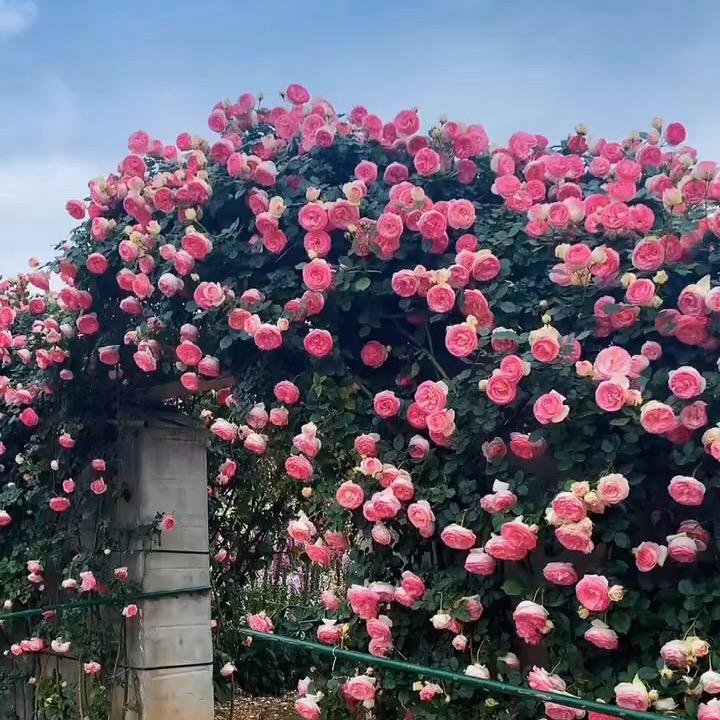艾丝凡花卉基地
