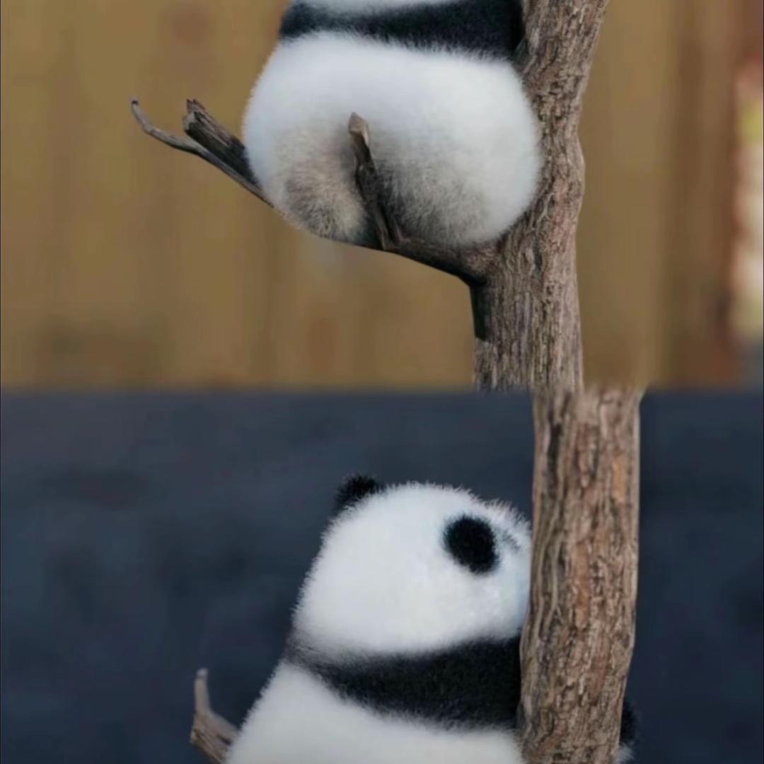 圆圆哈哈哈哈哈哈