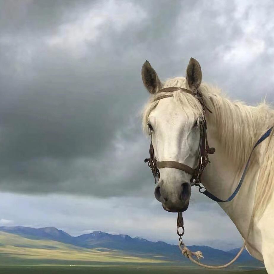 Li猫 ——日记 📸