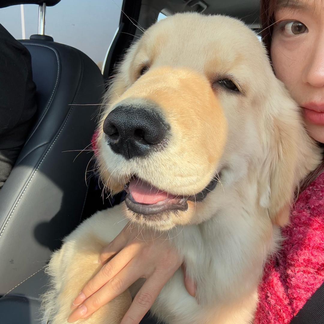 元宝是只大金毛