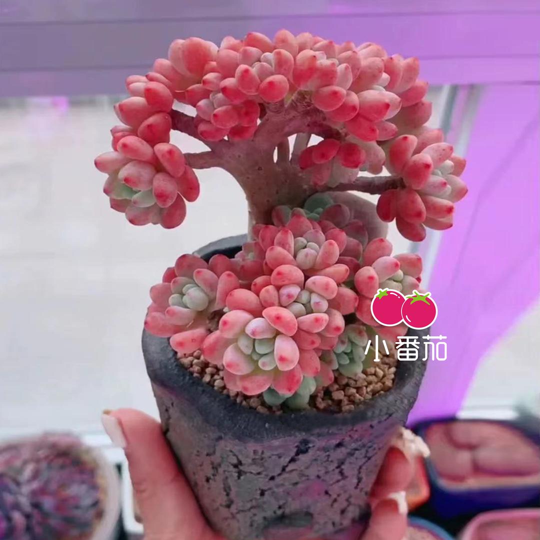 小番茄🍅(珀誉补光灯)