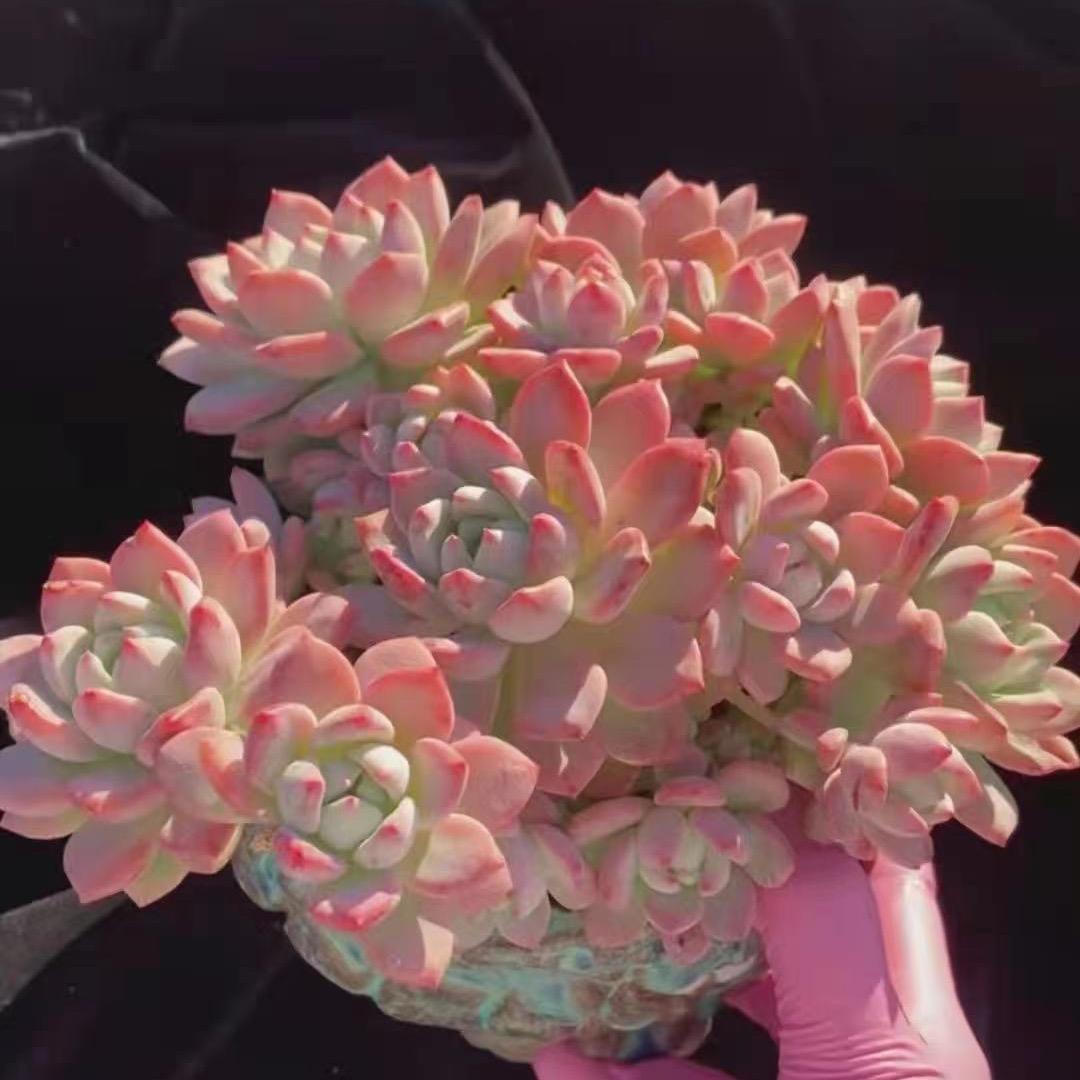 花枝园艺多肉植物馆