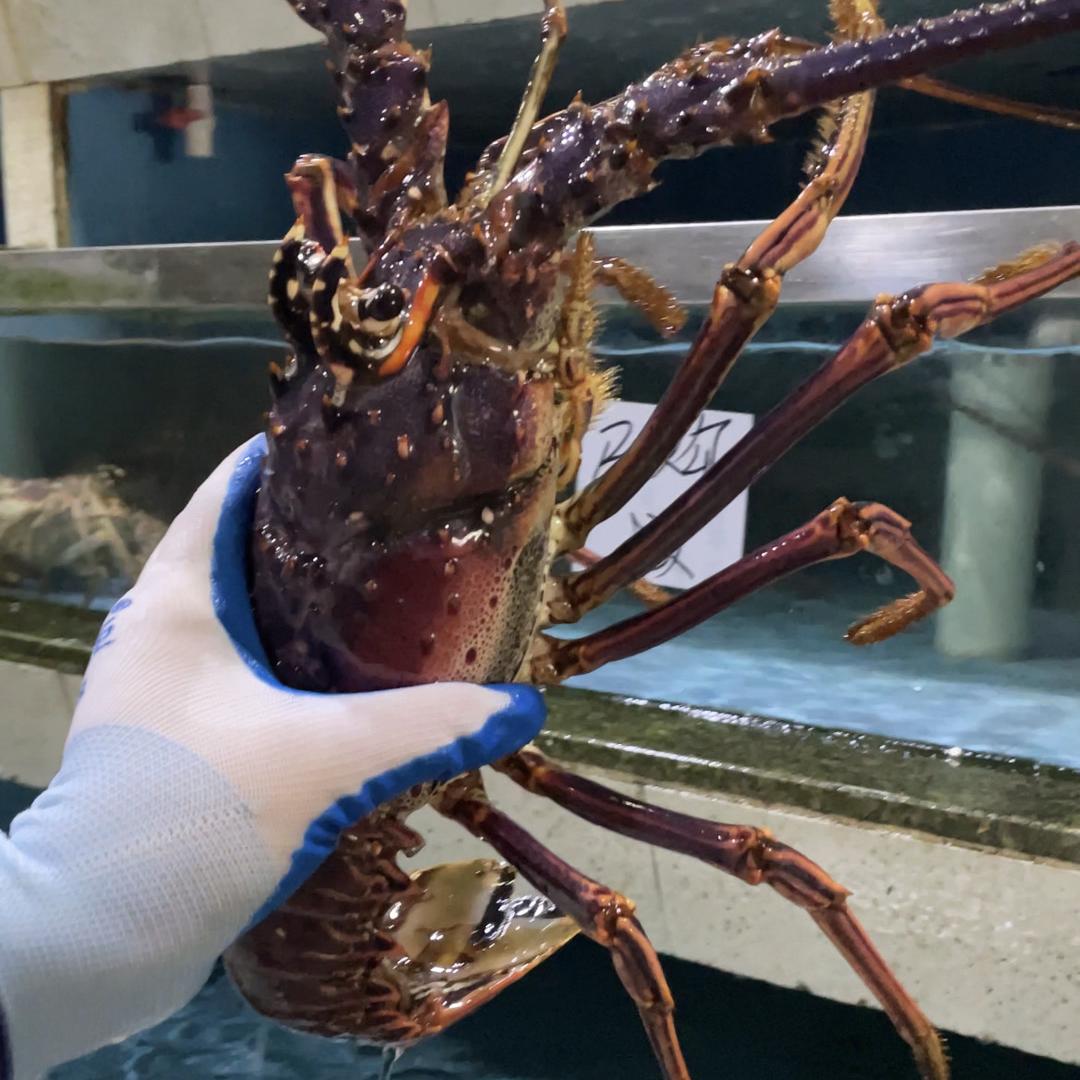 金鸿水产小时达