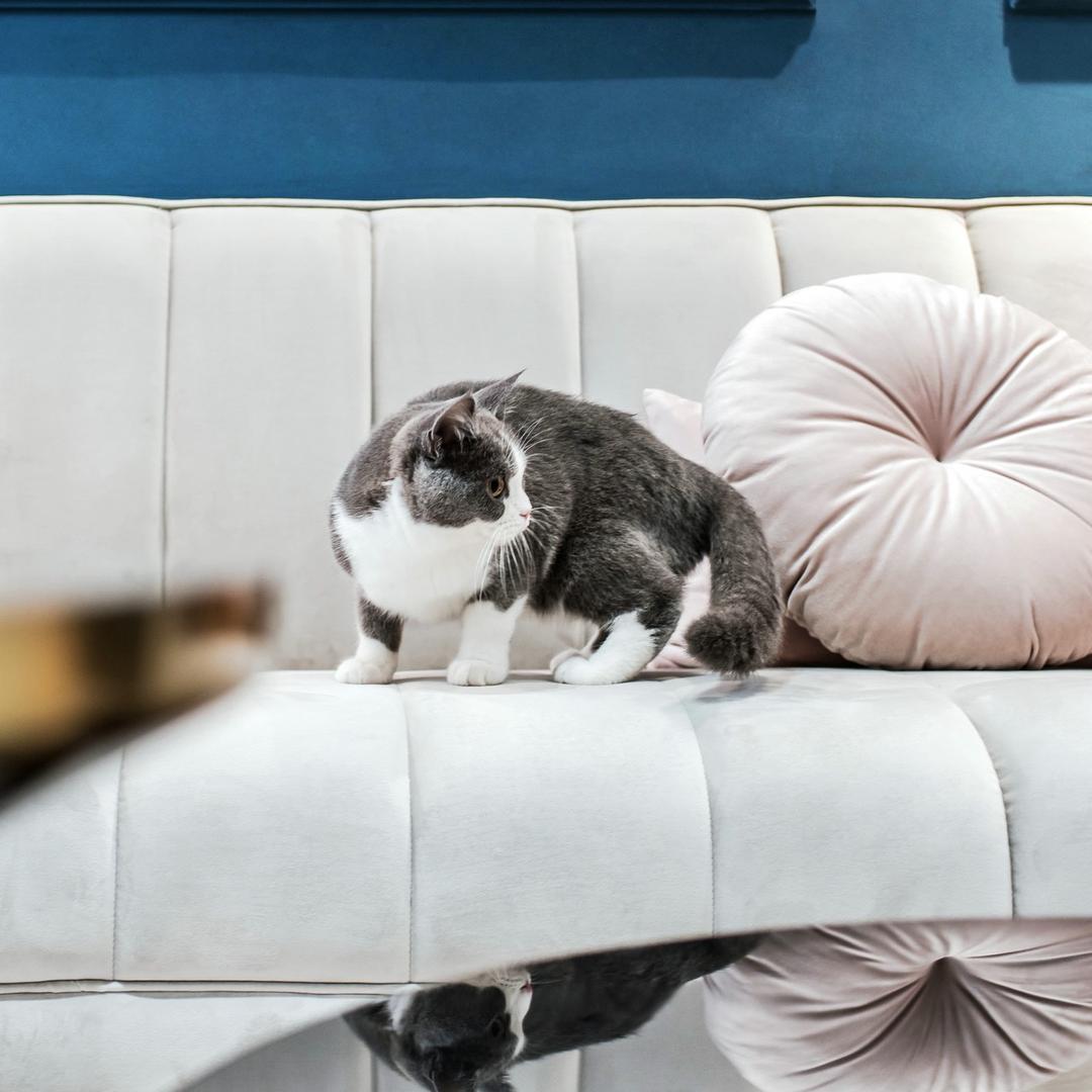 译家辉煌装饰l杨帅阁