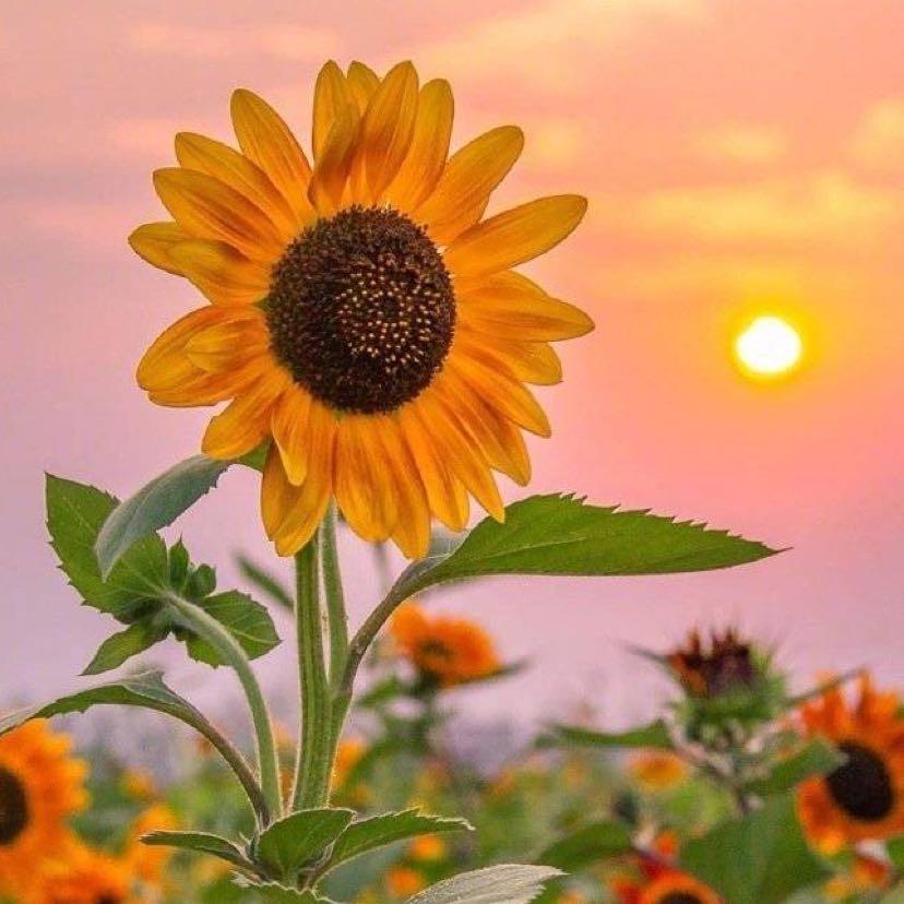 YI🌻