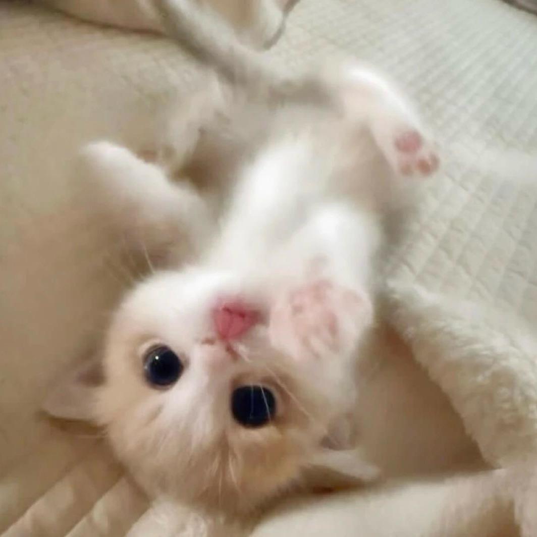 猫猫拯救世界