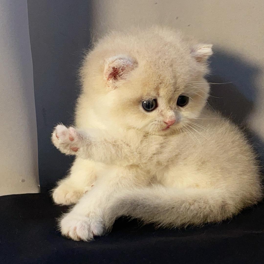 小凉金渐层猫舍