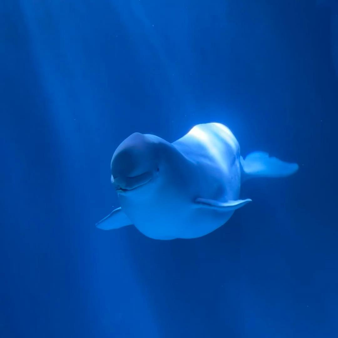 哈尔滨极地鲸小鱼🐳