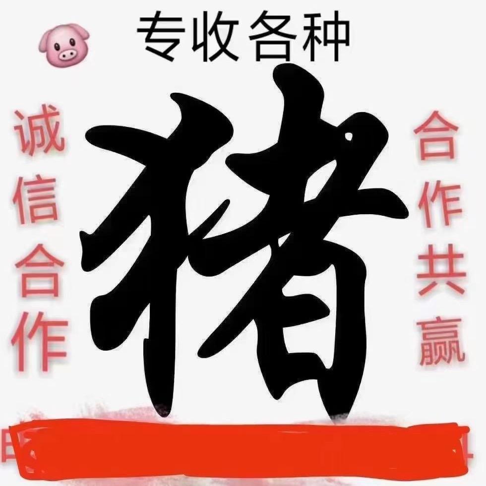 生猪收购，淘汰母猪小猪