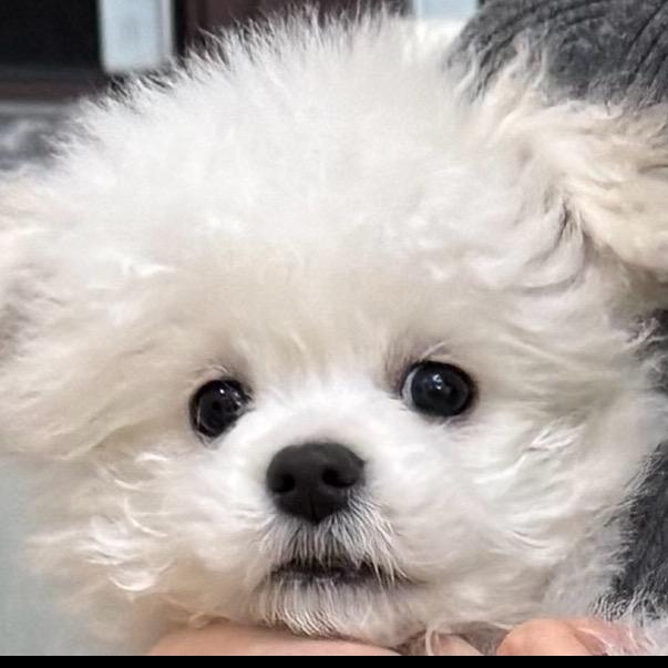 喜欢小狗🐕‍🦺