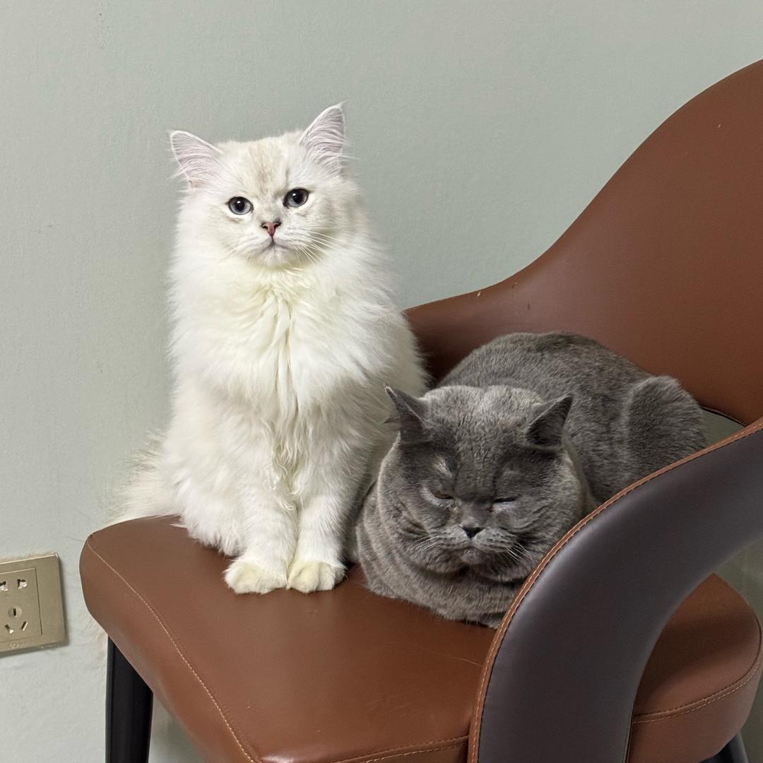 淘淘和小白同志