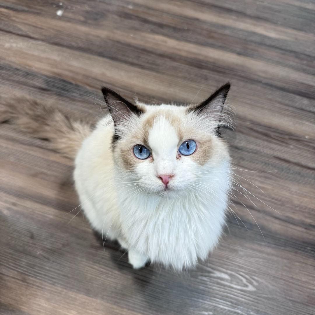 Lily