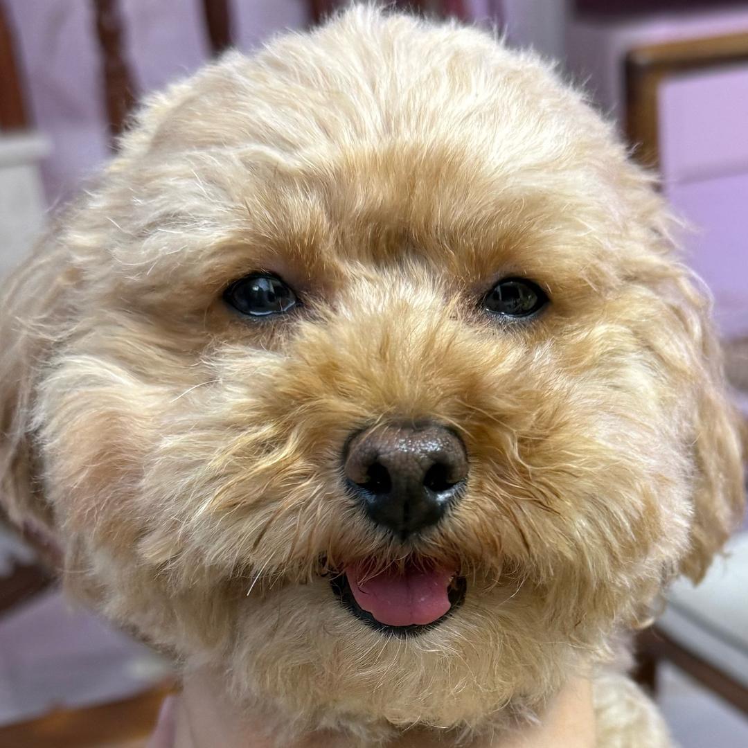 抢了你的娃哈哈