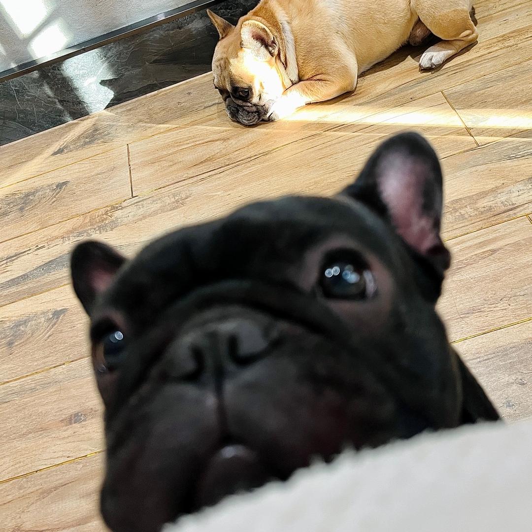 三只小法斗🐶