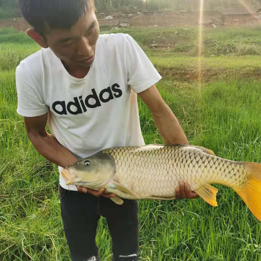 爱钓鱼的黑娃