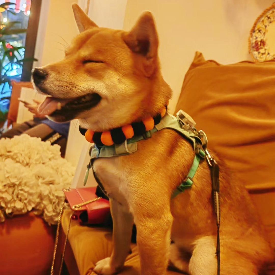 柴犬草莓🍓的日记本