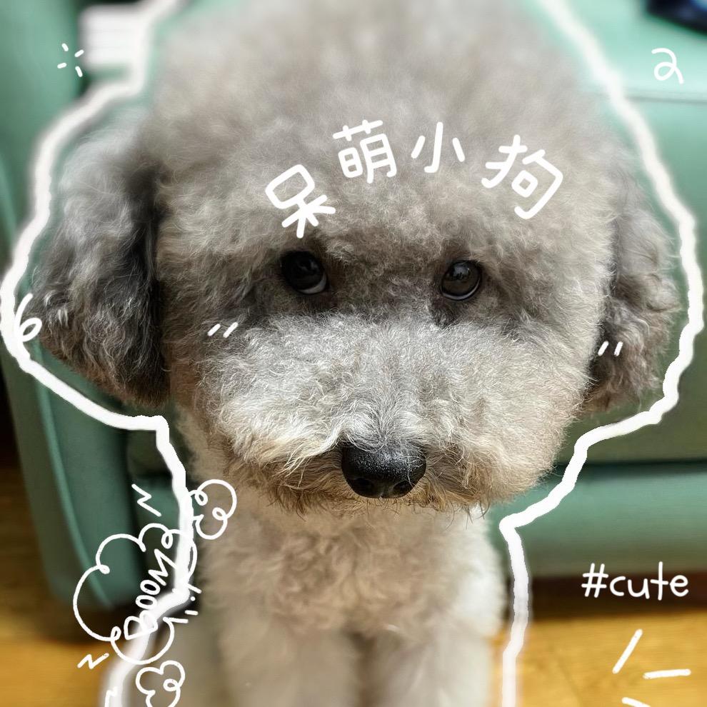 毛毛是只灰泰迪