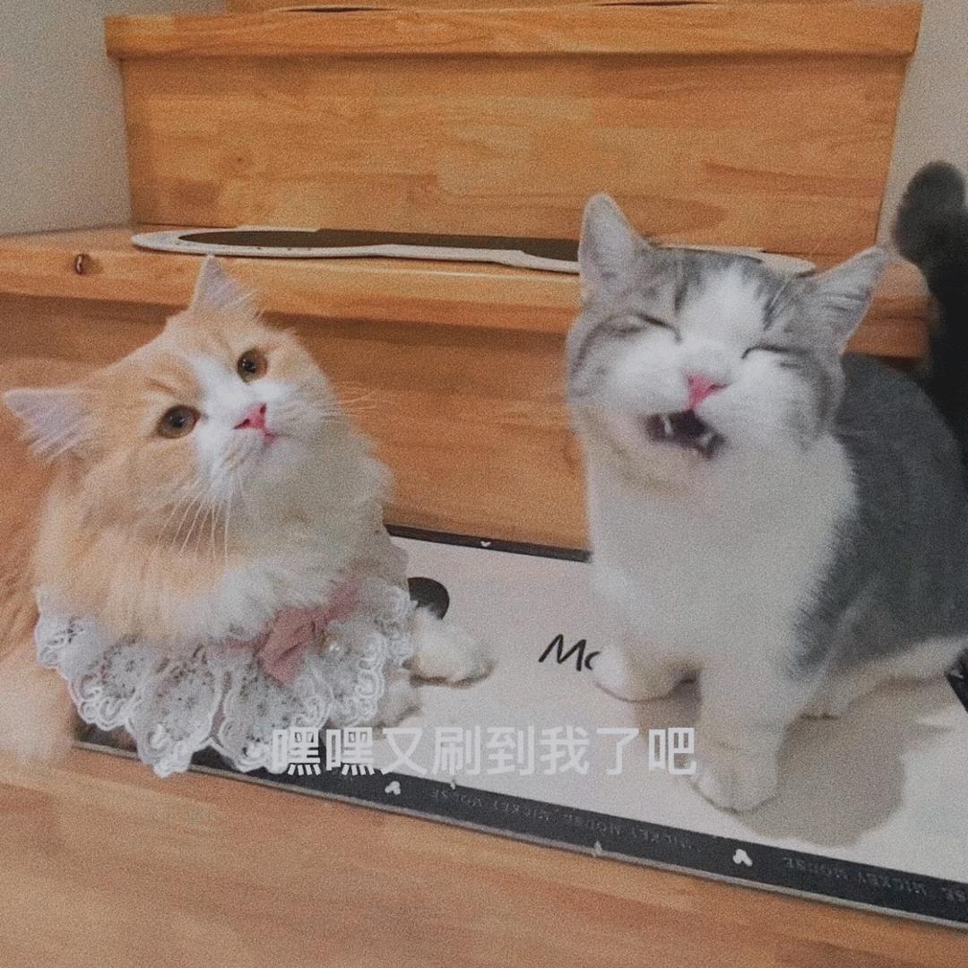 六六和德彪的幸福生活
