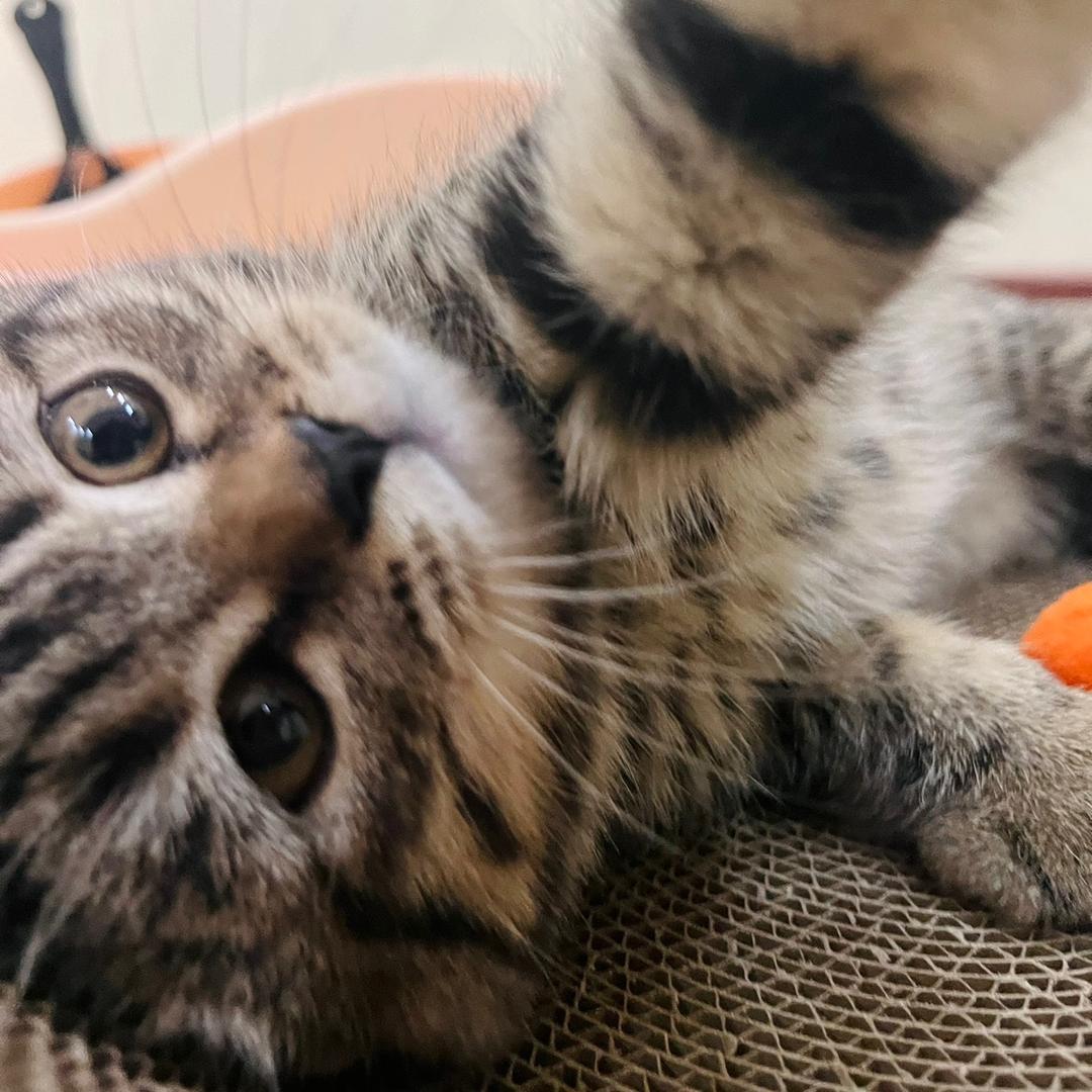 怪怪不是怪怪🎤