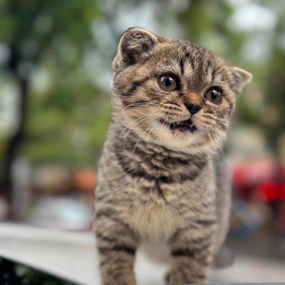 粘豆包是只猫～