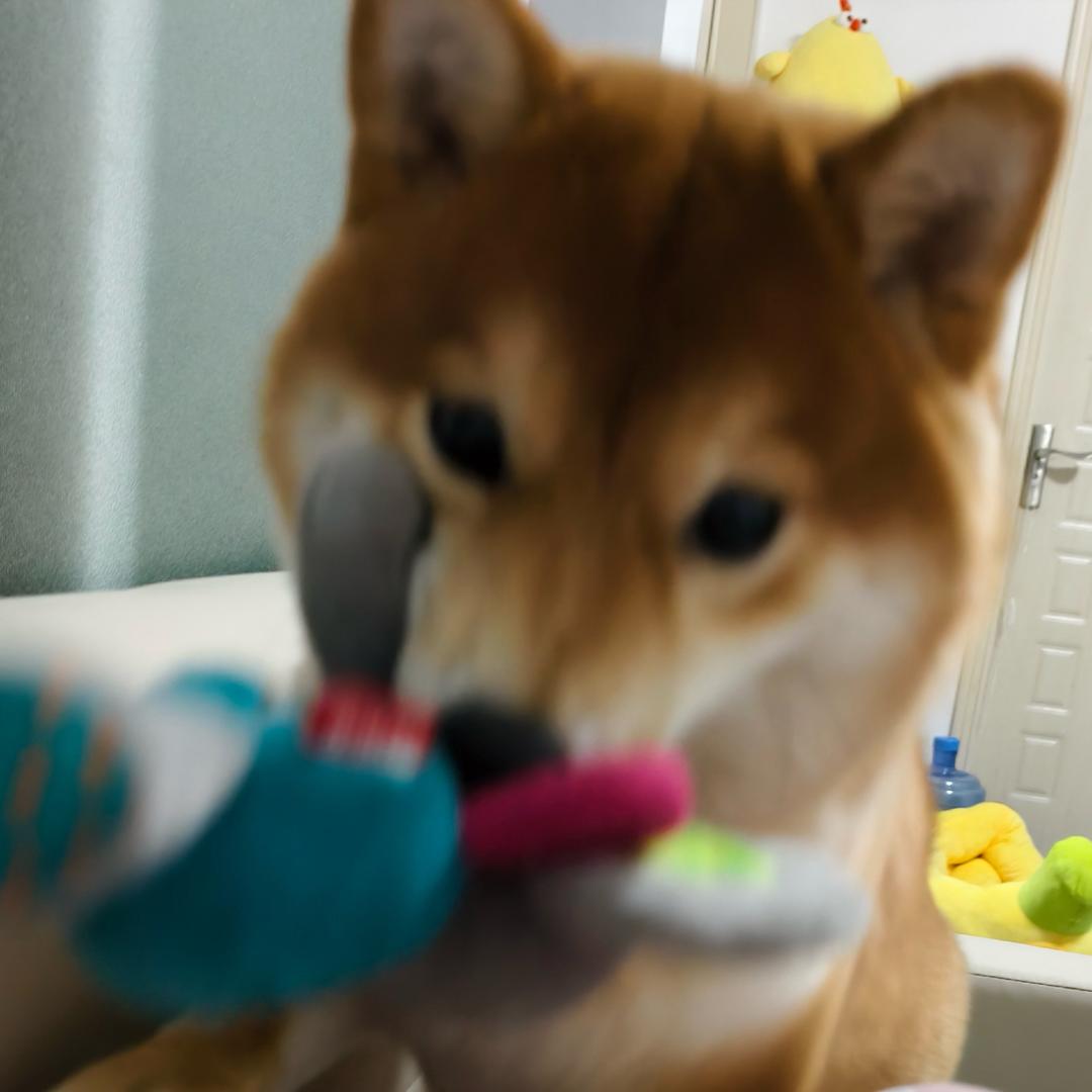 哈啤哈皮哈啤