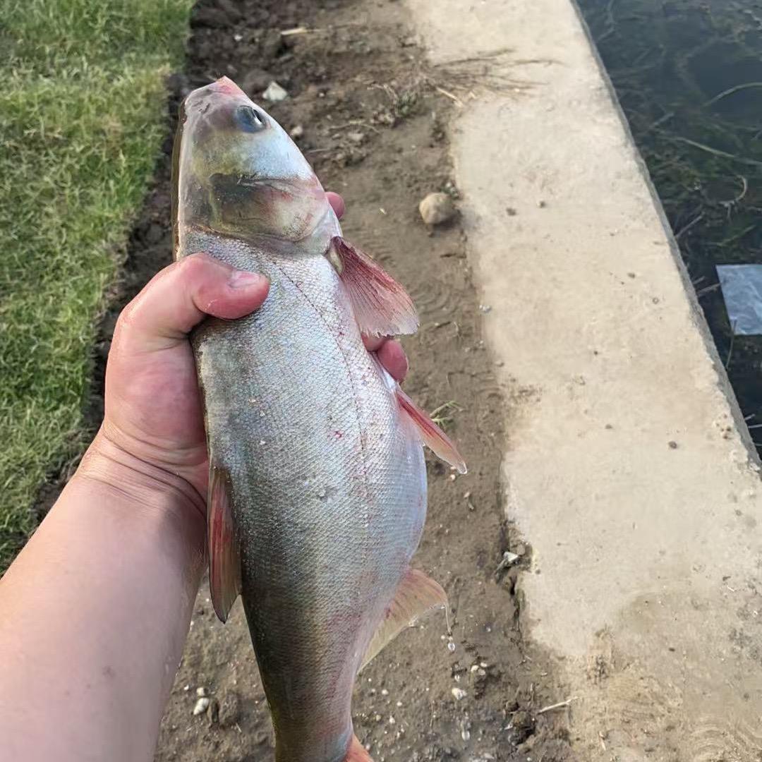野钓阿尧 🎣