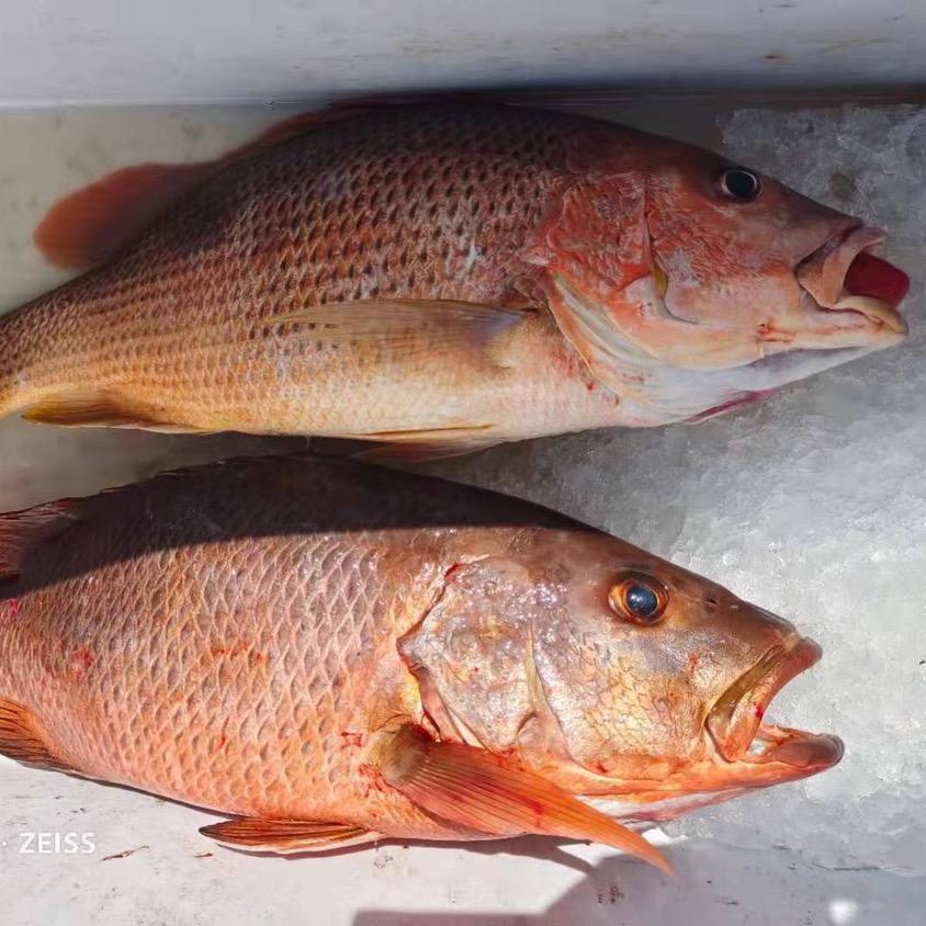 海钓爱好者