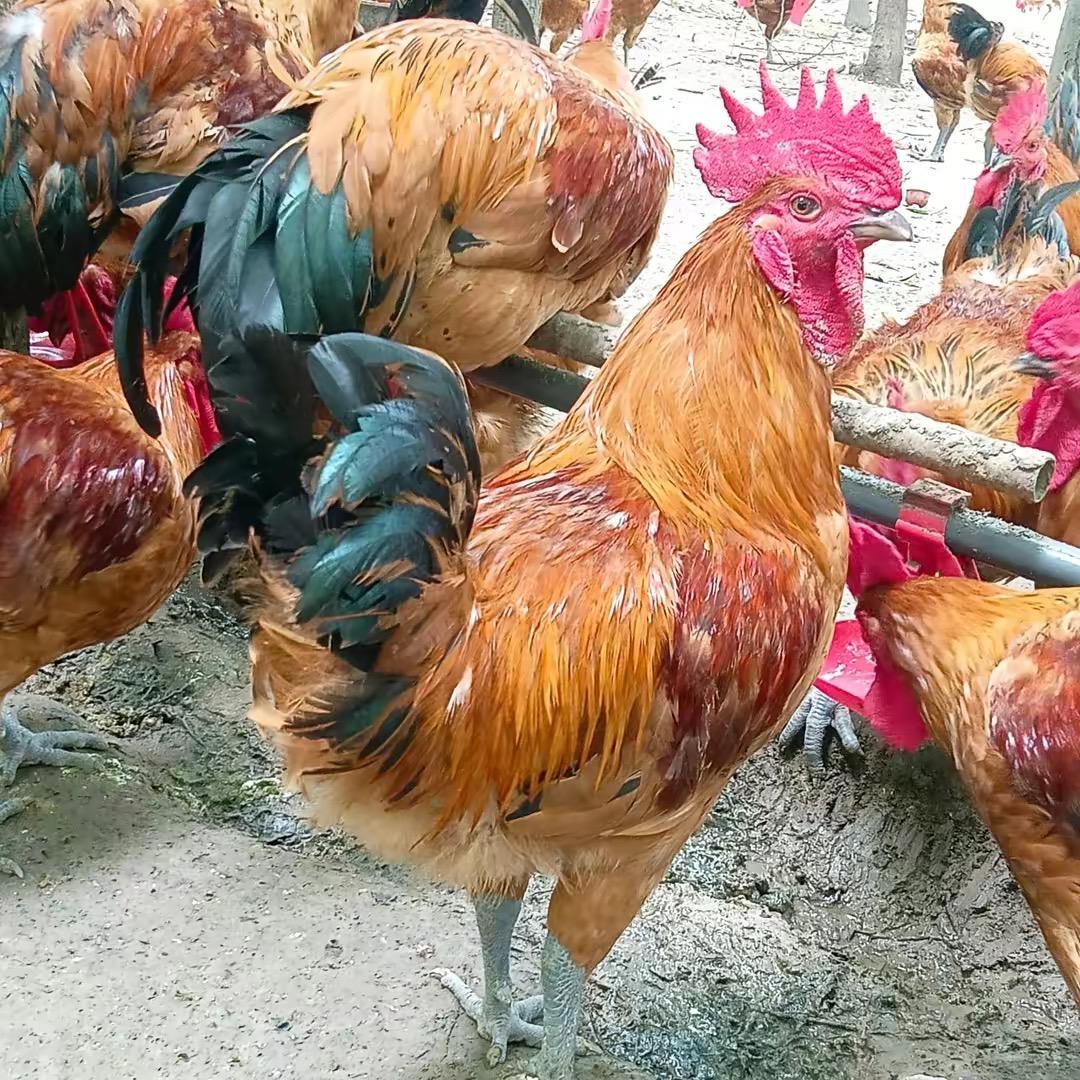 农场主🧑‍🌾