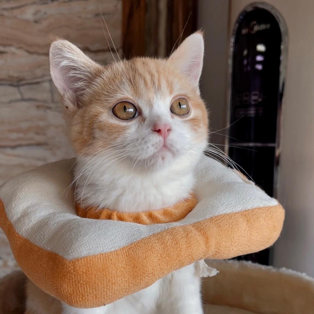 小黄喵喵🐱