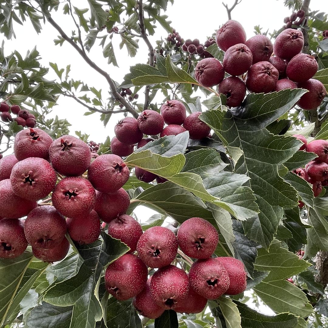 姐妹水果臻选阁
