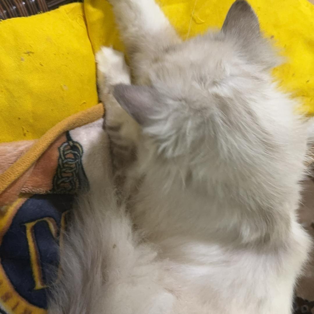 王强（齾爩龗）