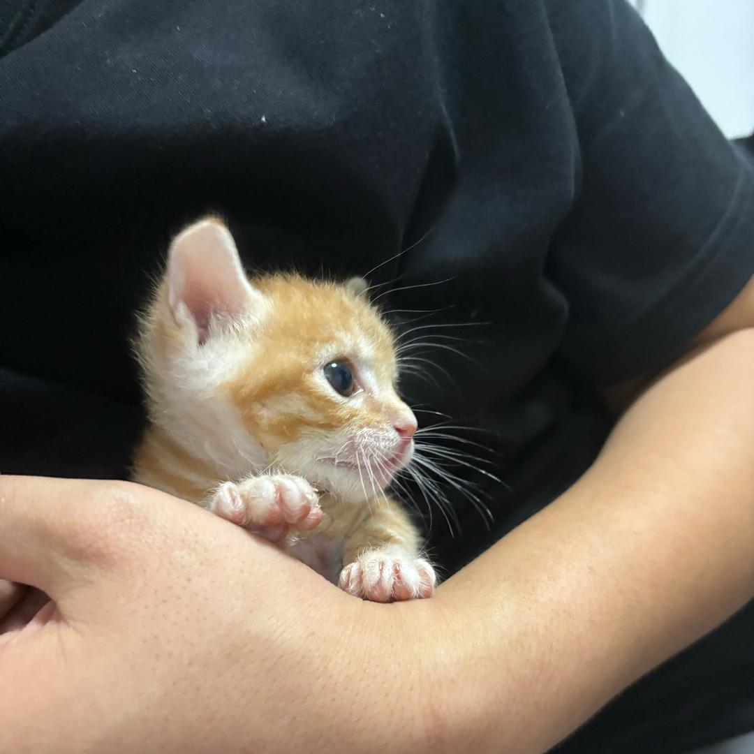 流浪猫崽赵小强