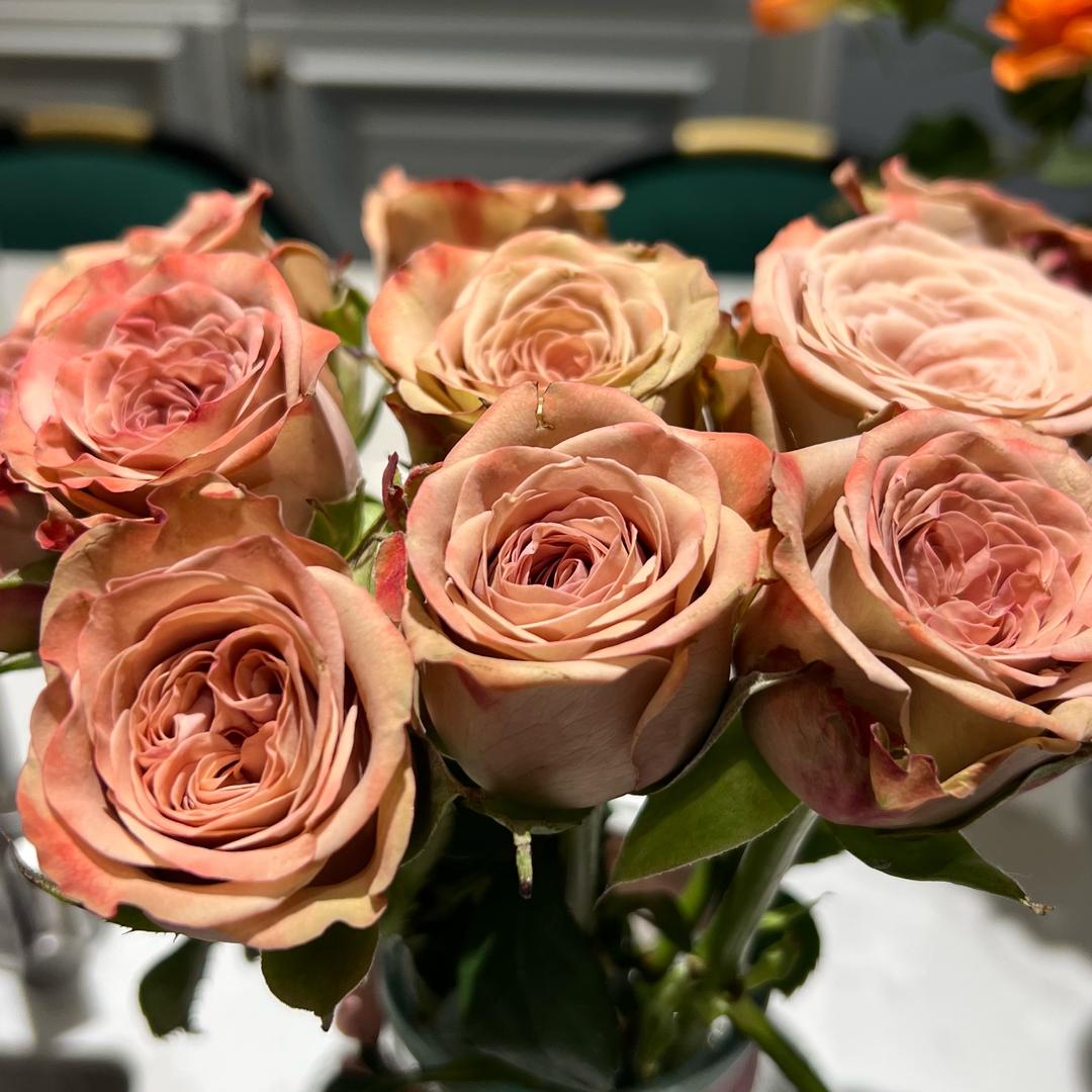 芳芳4