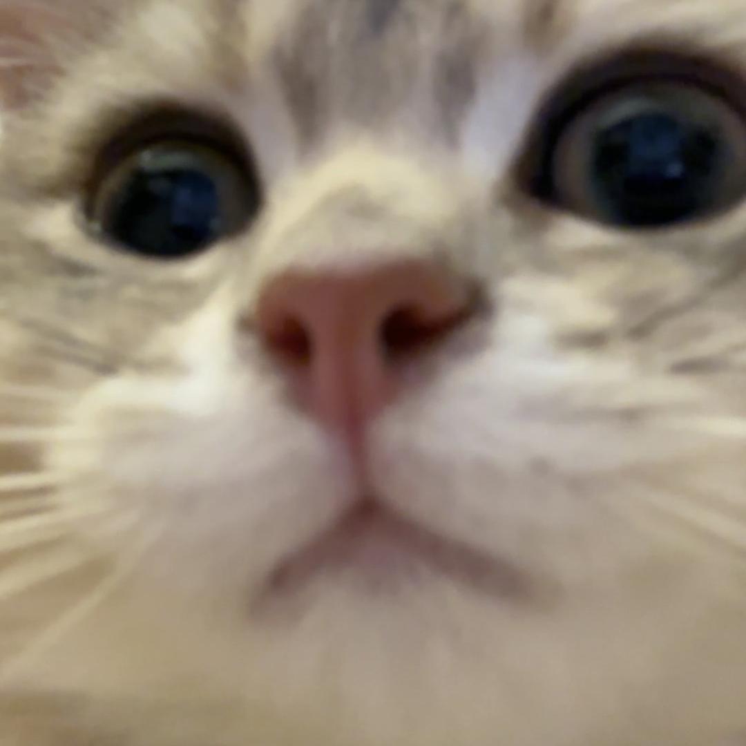 帅帅小猫