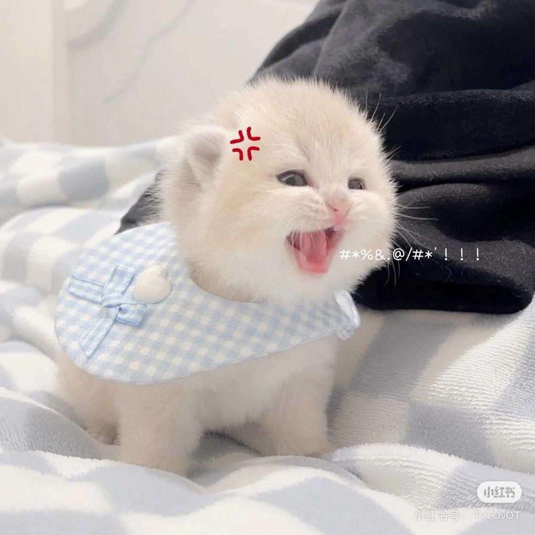 烘烤小肥羊