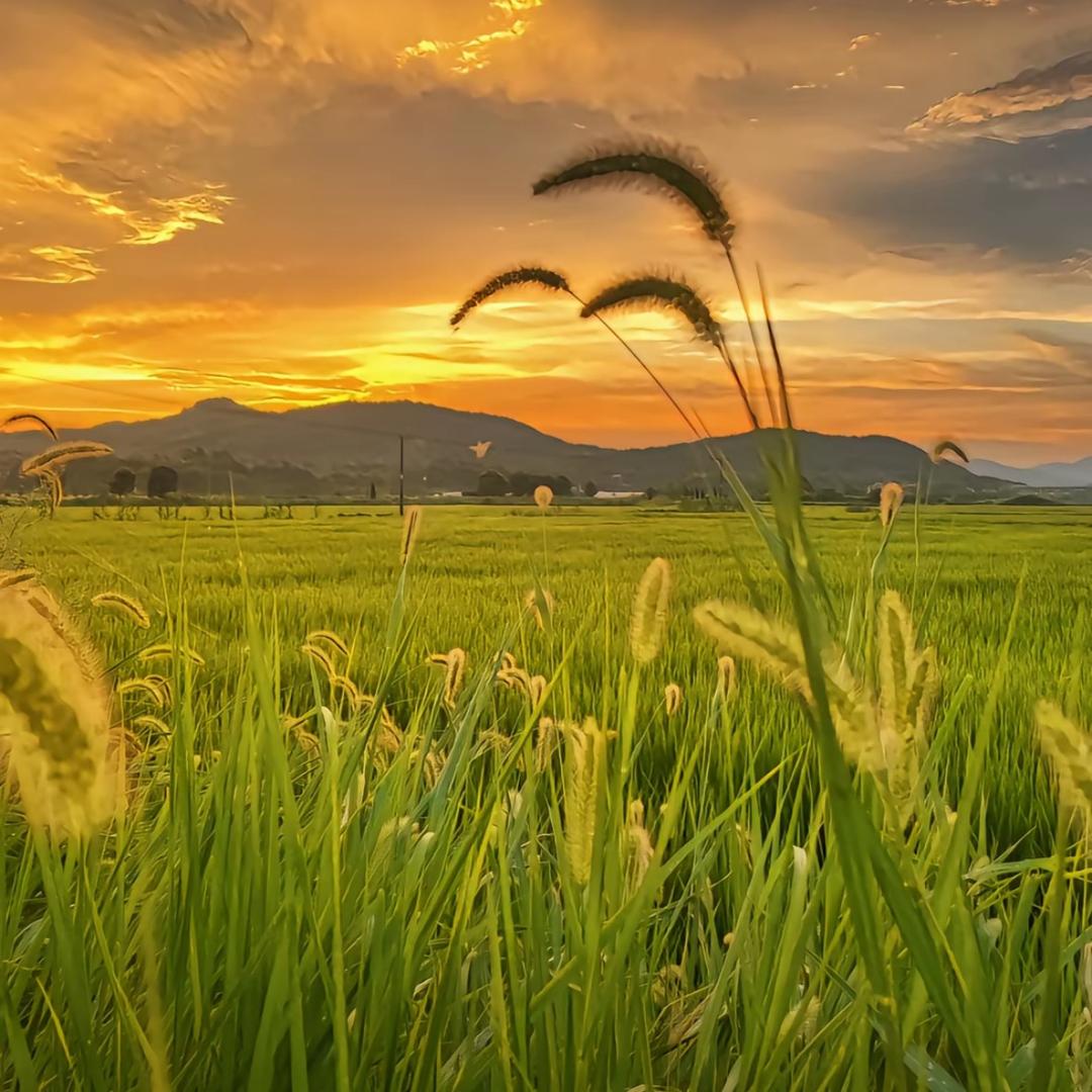 ☾ᔉ᭄⁵̶²̶º̶小福☘️星₁̶₃̶₁̶