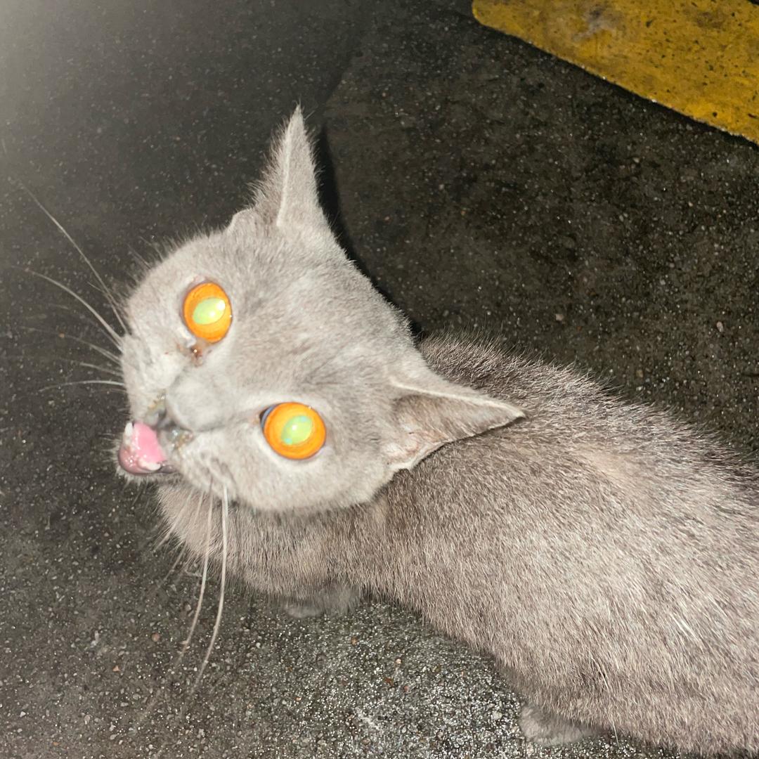 澳門佬