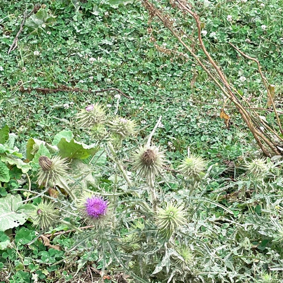 皇古茶叶