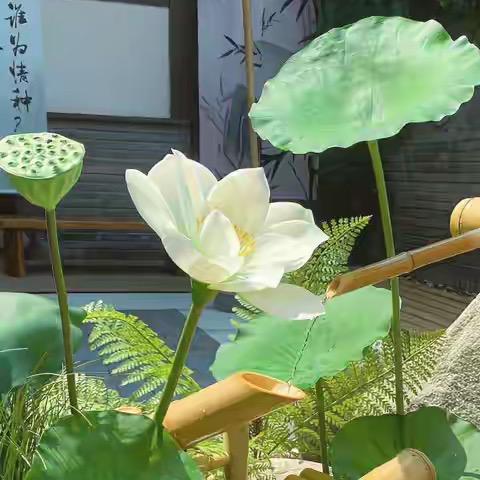 阿华🌹