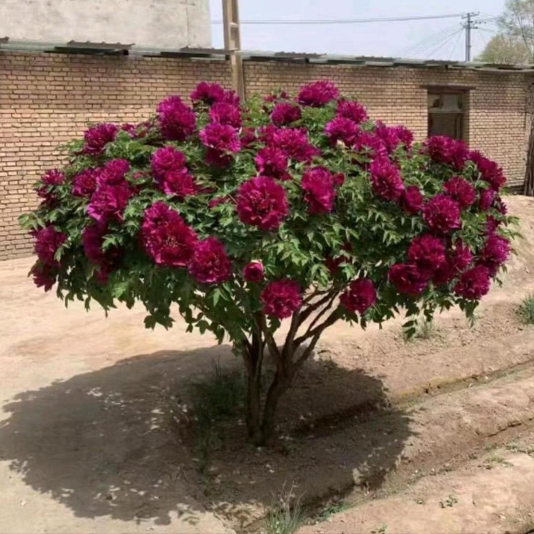 甘肃老桩紫斑牡丹