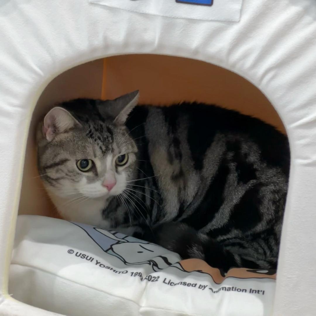 垚垚的小🐷【坦克】