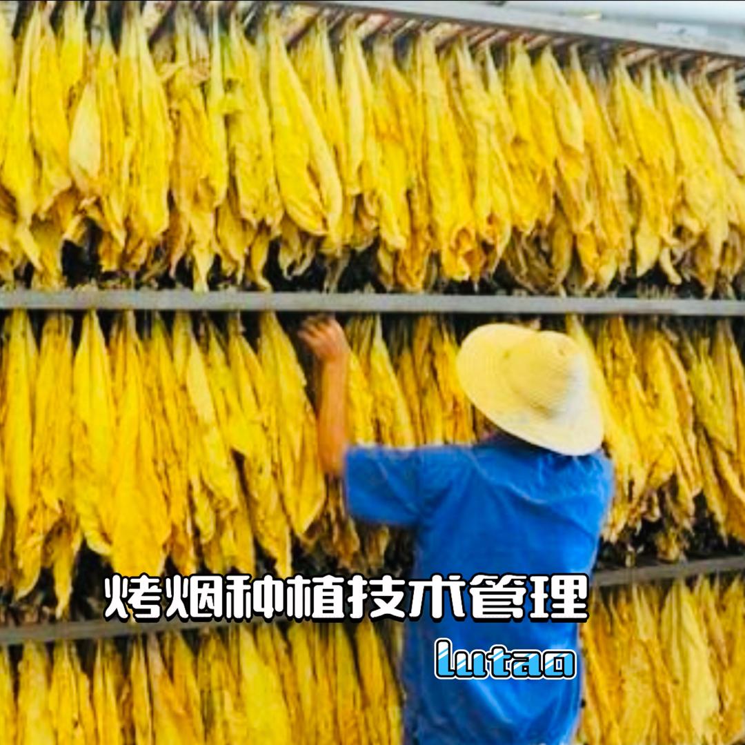 烤烟种植技术与管理