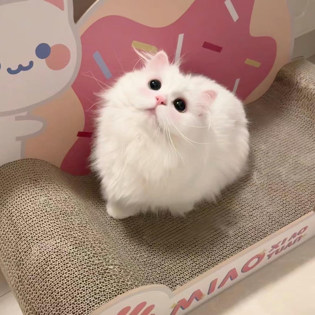 奶黄包