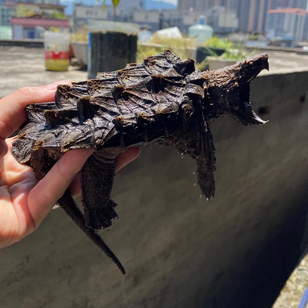 爱养鱼的安装工