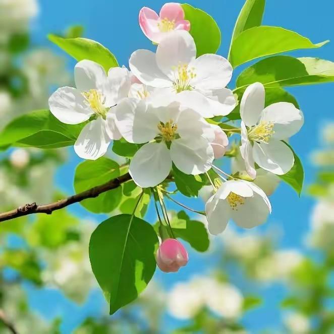 冰凌花