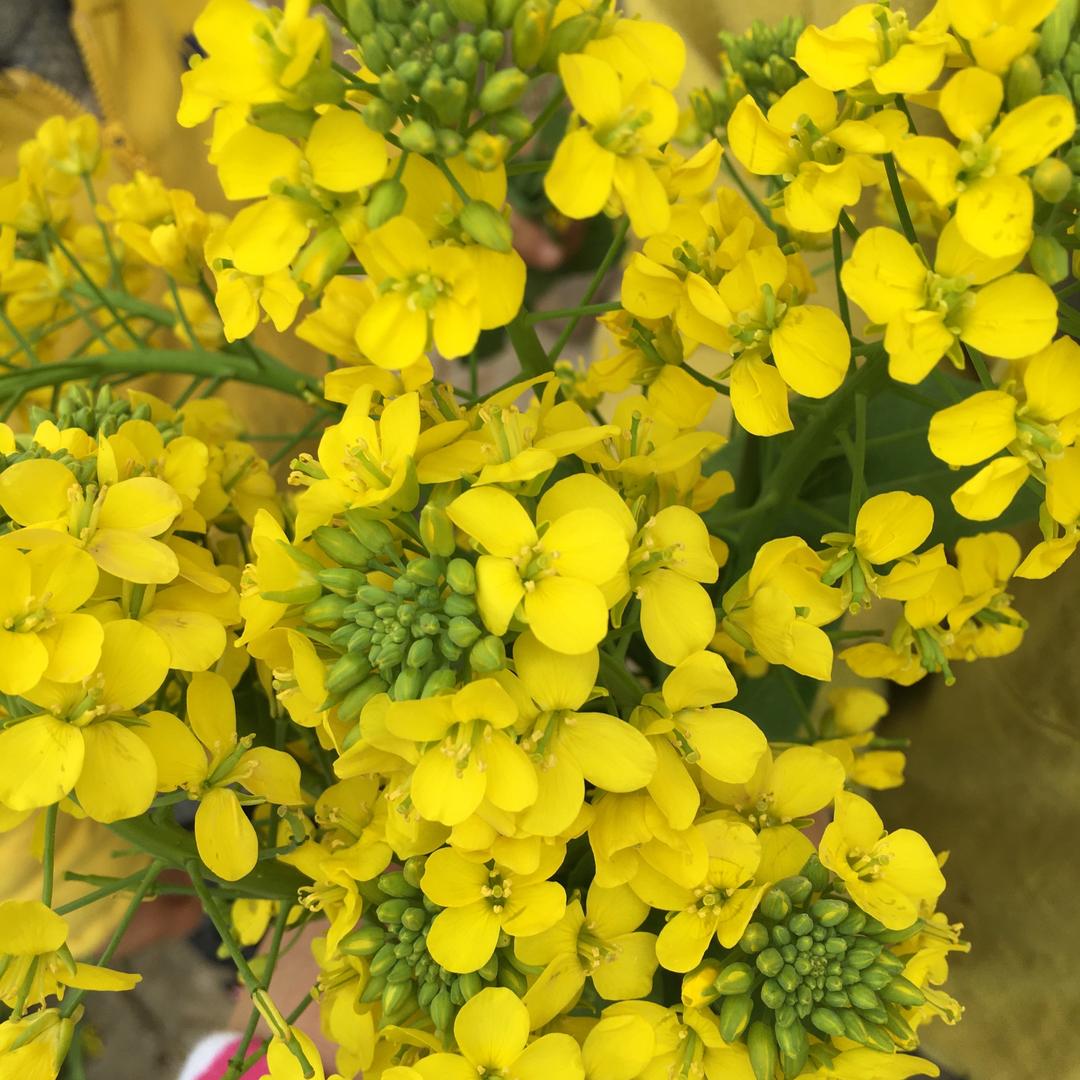 繁花落尽苍白了谁